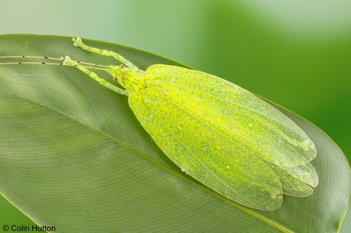 Stenampyx annulicornis