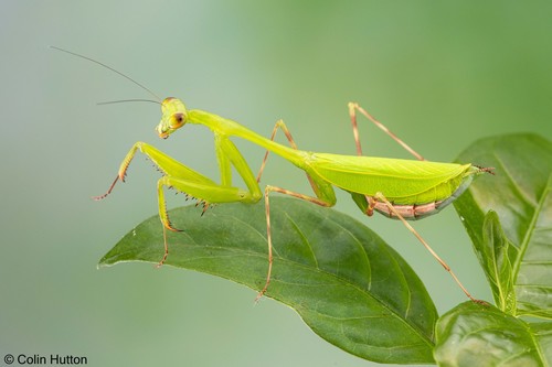 Miomantis aurea · iNaturalist United Kingdom