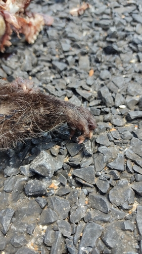 White-eared Opossum