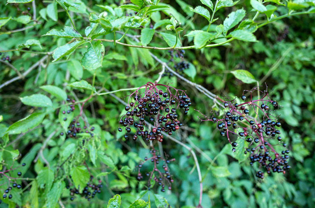 Sambucus nigra