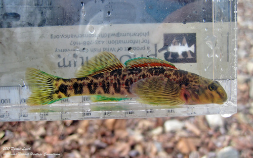 Greenside Darter