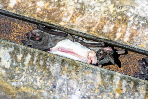 Mexican Free-tailed Bat