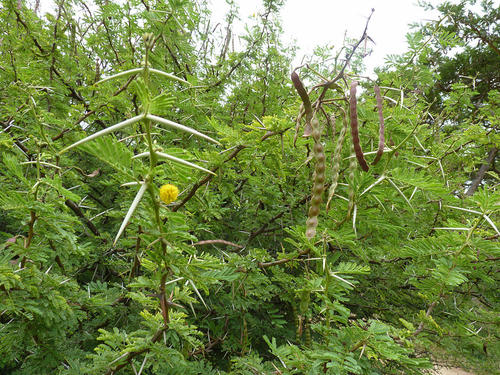 Egyptian acacia