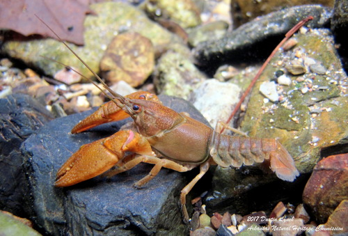 Redspotted Stream Crayfish (Faxonius acares) · iNaturalist