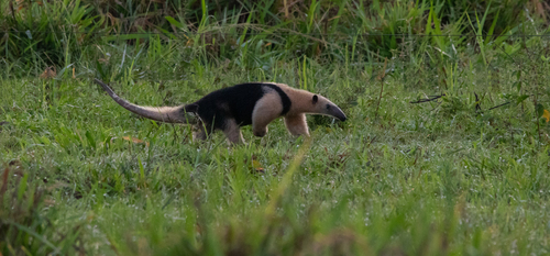 Southern Tamandua