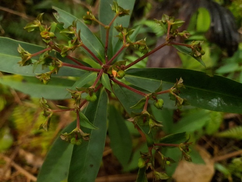 Euphorbia cestrifolia