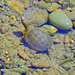Northern Pacific Pond Turtle - Photo (c) brianhubbs, all rights reserved