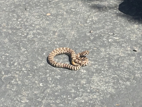 iNaturalist observation photo of Southern Pacific Rattlesnake