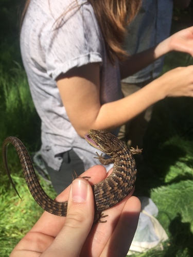 iNaturalist observation photo of Southern Alligator Lizard