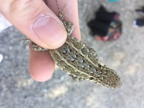 iNaturalist observation photo of Western Side-blotched Lizard