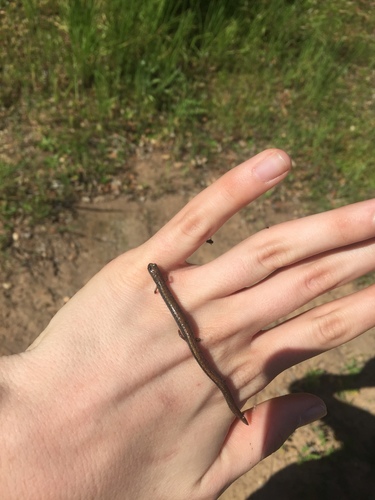 iNaturalist observation photo of Black-bellied Slender Salamander