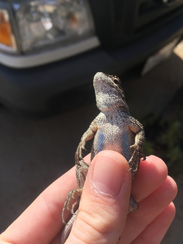 iNaturalist observation photo of Western Fence Lizard