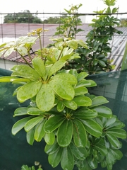 Schefflera arboricola image