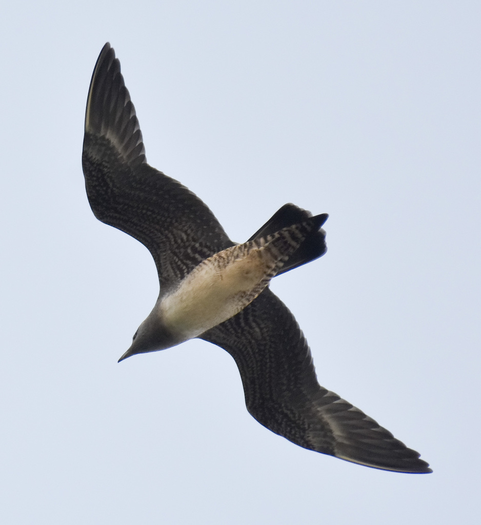 Long-tailed Jaeger from Vernon County, MO, USA on September 1, 2021 at ...