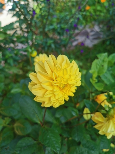 Dahlia pinnata image