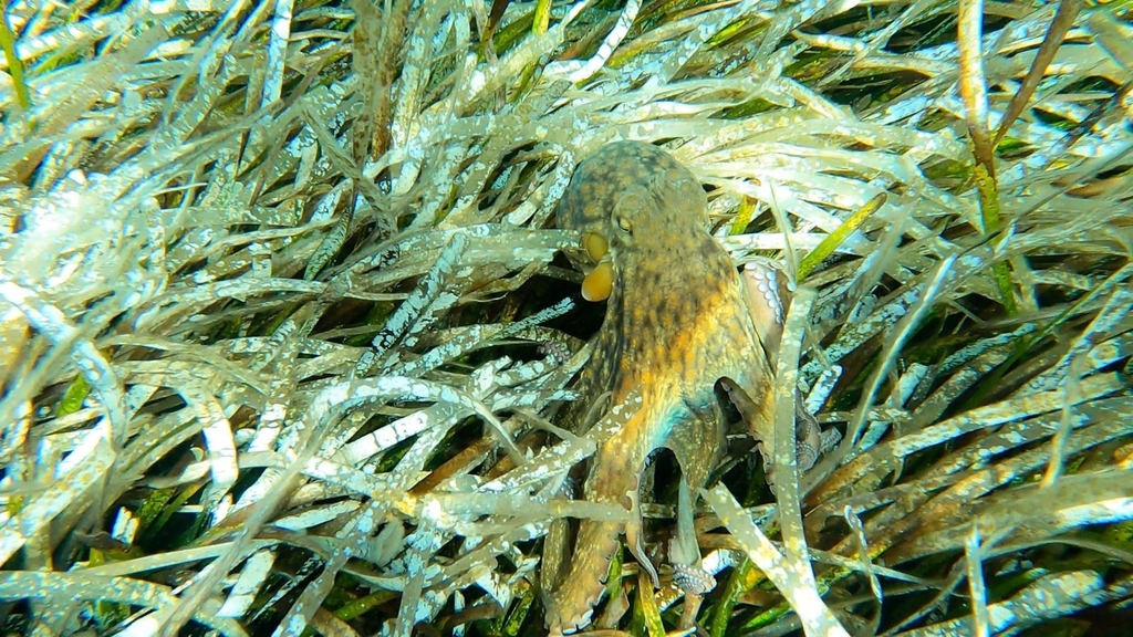 Common Octopus