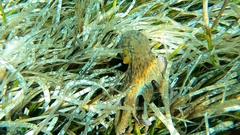 Common Octopus