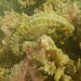 Observation photo