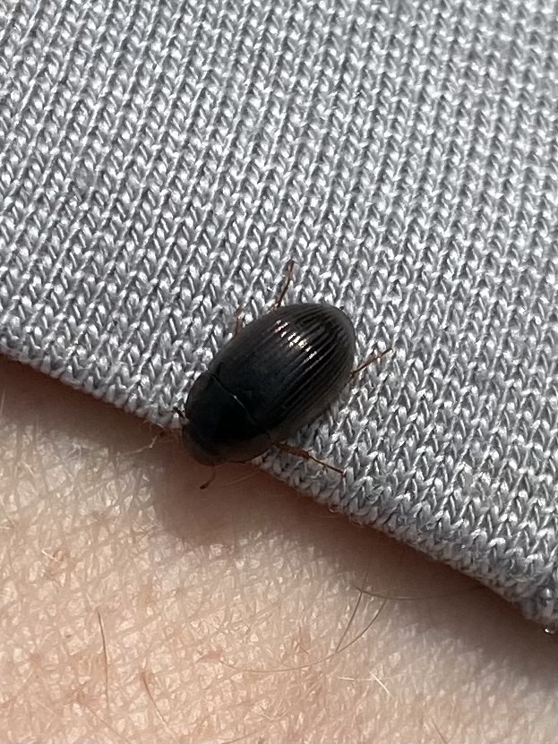 Hydrobius from Камчатский край, RU on September 2, 2021 at 0207 PM by