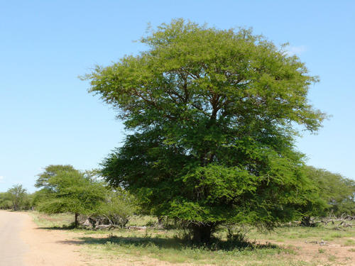 Delagoa Thorn (Senegalia welwitschii) · iNaturalist