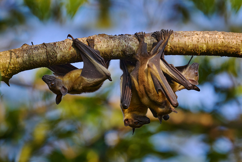 Straw-coloured Fruit Bat
