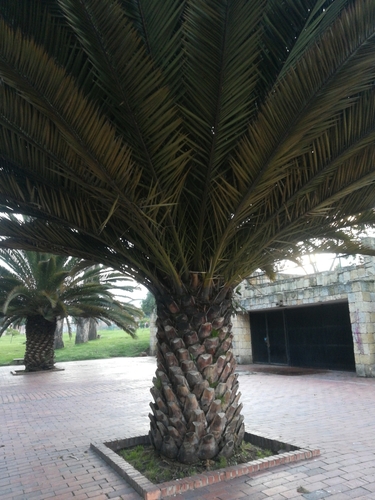 Phoenix canariensis image