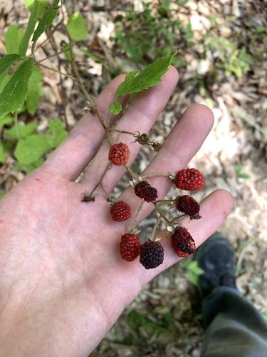Rubus dolichocarpus