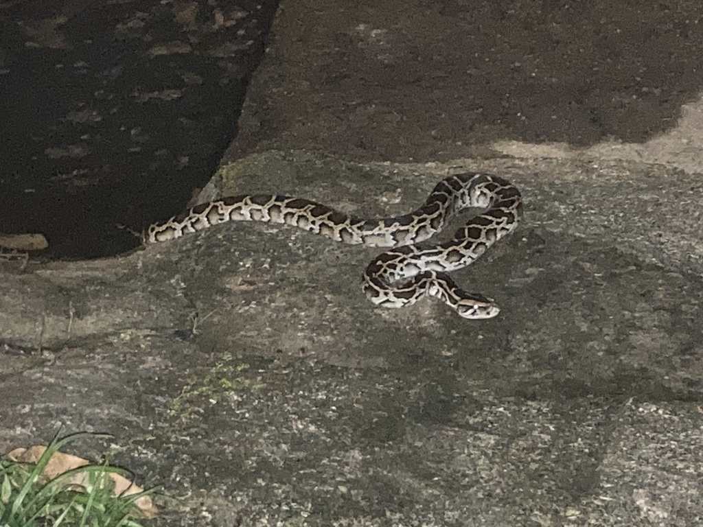 Burmese Python in September 2021 by KarHei · iNaturalist