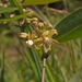 Cynanchum formosanum - Photo (c) 劉俊佑, כל הזכויות שמורות, הועלה על ידי 劉俊佑