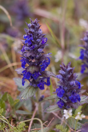 Blue Bugle