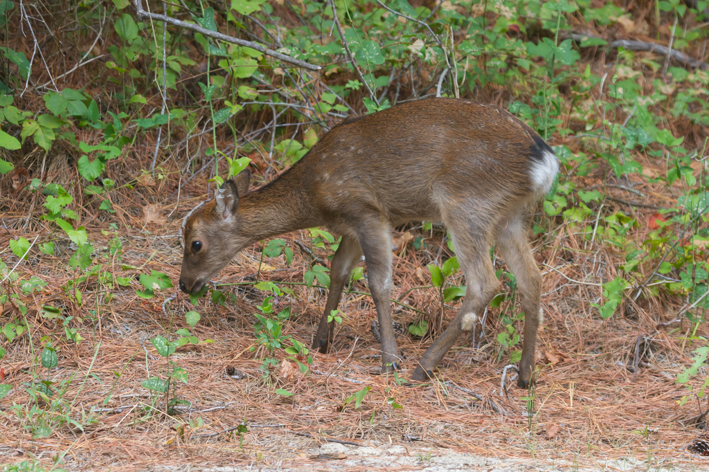 Sika Deer from Chincoteague, Virginia, United States on September 26 ...