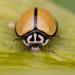 Blackring Lady Beetle - Photo (c) Philip Herbst, all rights reserved, uploaded by Philip Herbst