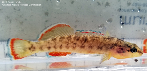 Orangebelly Darter