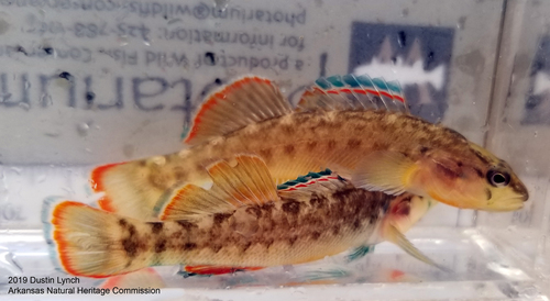 Orangebelly Darter