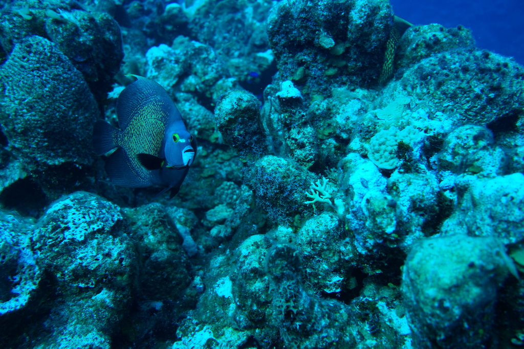 French angelfish