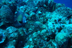 French Angelfish