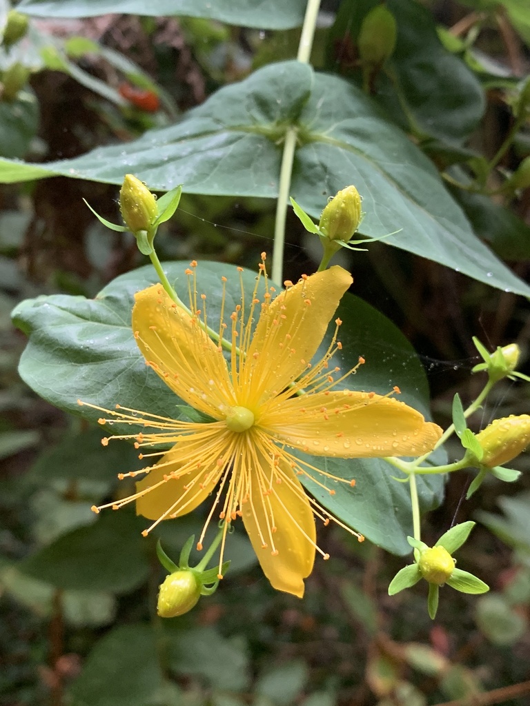 Canary Islands St John's wort