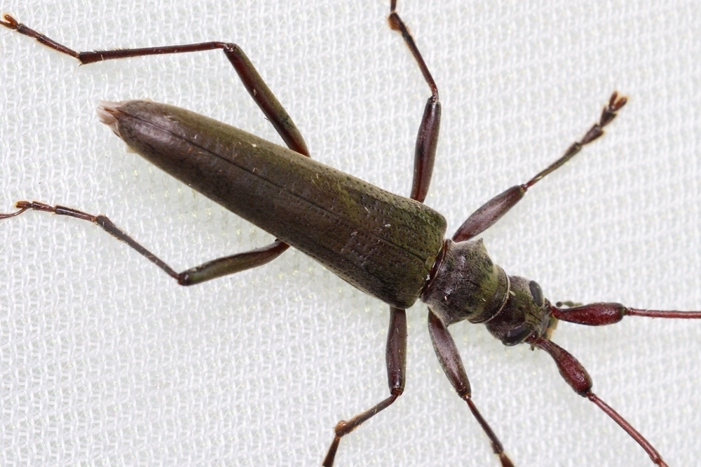 Distenia gracilis from 대한민국 전라북도 진안군 on August 28, 2021 at 09:12 PM by ...
