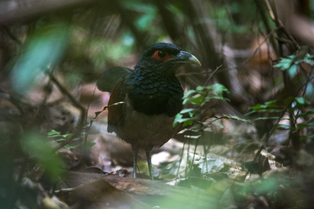 Rufous-winged Ground-Cuckoo (Neomorphus rufipennis) photo