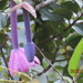 Passiflora cumbalensis orientalis - Photo (c) tlaloc27, all rights reserved, uploaded by tlaloc27