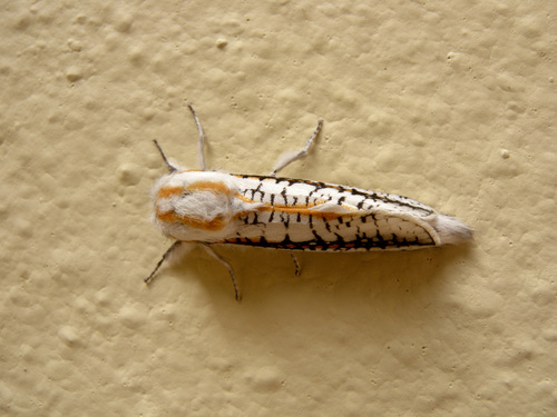 Azygophleps scalaris