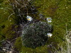 Celmisia laricifolia - Photo (c) David Lyttle, todos los derechos reservados, subido por David Lyttle