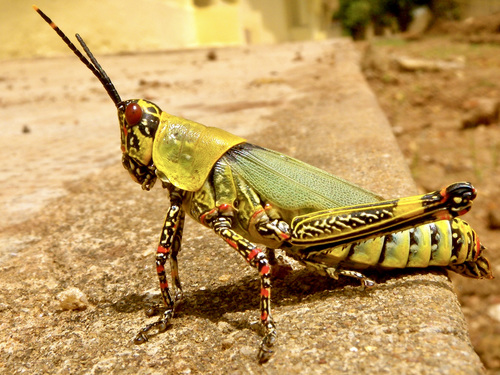 Variegated grasshopper