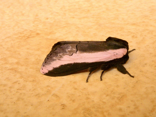 Serene Prominent