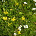 Ranunculus cheesemanii - Photo (c) David Lyttle, todos los derechos reservados, subido por David Lyttle