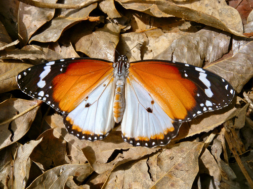Danaus chrysippus alcippus