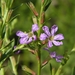 Winged Loosestrife - Photo (c) Jason Sharp, all rights reserved, uploaded by Jason Sharp