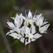 Allium marvinii - Photo (c) Jay Keller, כל הזכויות שמורות, הועלה על ידי Jay Keller