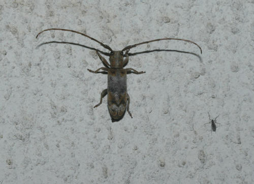 Eunidia subfasciata · iNaturalist