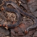 Two-colored Dwarf Snake - Photo (c) Chien Lee, all rights reserved, uploaded by Chien Lee
